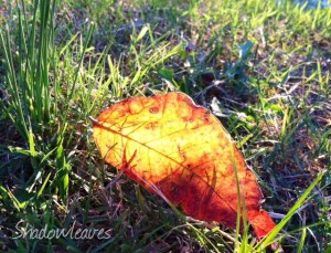 4cb82-sunsetinoneleaf