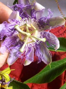 photo 1 (1)passion flower
