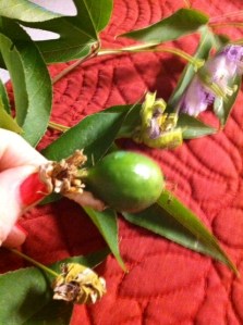 photo 2 (1)passion flower