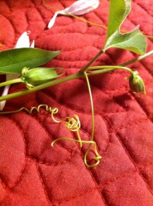 photo 3 (1)passion flower