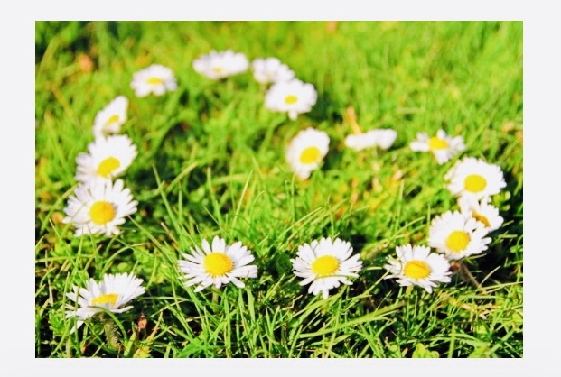 Daisy Photo