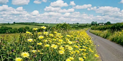 Yellow wildflowers and green plants beside a curving country road under a partly cloudy blue sky